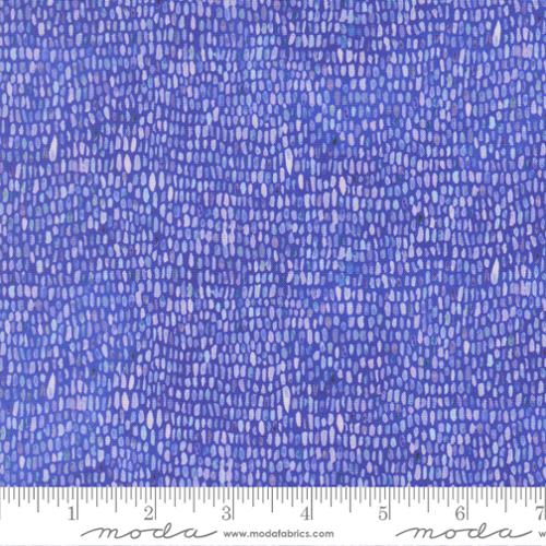 Moda Delphinium Palette - Agapanthus
